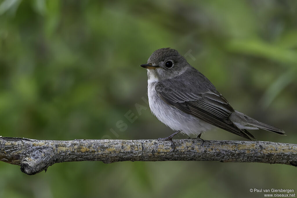 Asian Brown Flycatcheradult