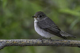 Asian Brown Flycatcher