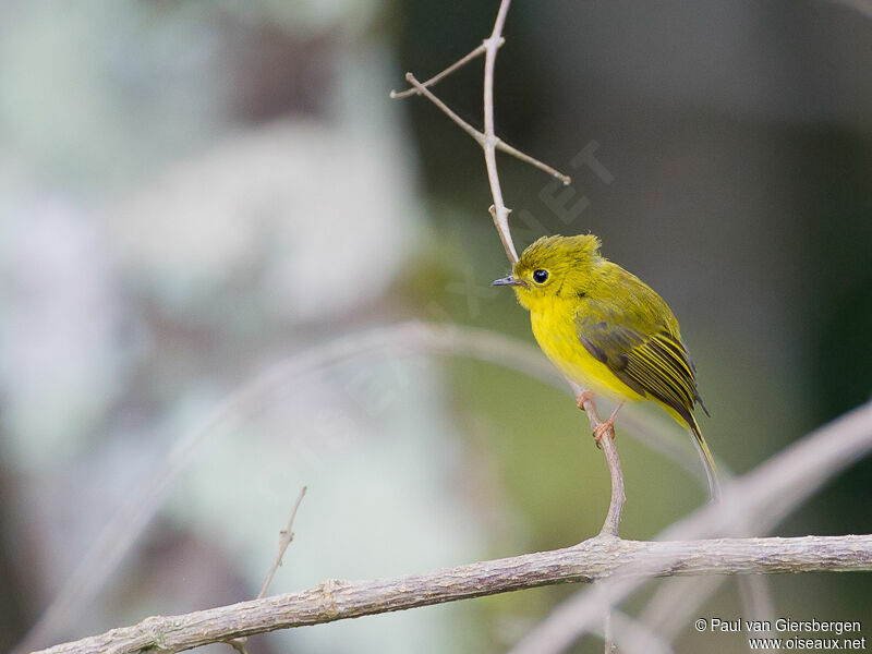 Gobemouche canari