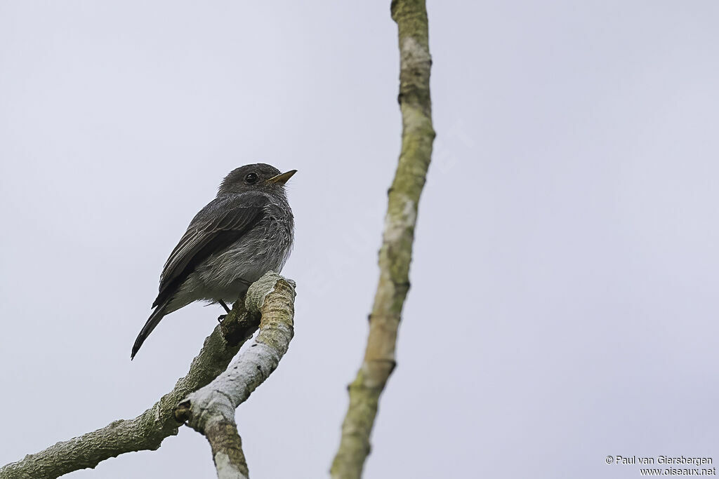 Little Grey Flycatcheradult