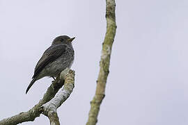 Little Grey Flycatcher