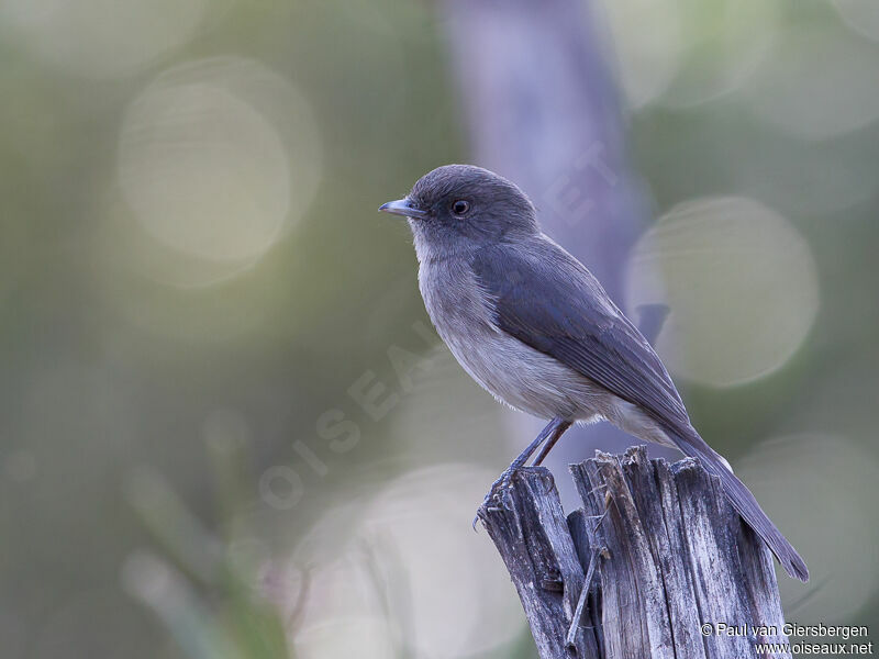 Abyssinian Slaty Flycatcher