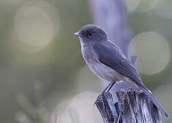 Abyssinian Slaty Flycatcher