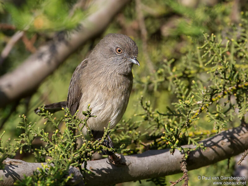 Abyssinian Slaty Flycatcher