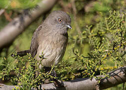 Abyssinian Slaty Flycatcher