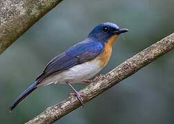 Indochinese Blue Flycatcher