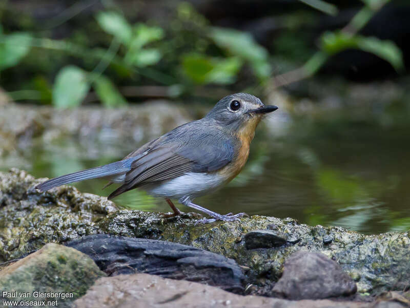 Indochinese Blue Flycatcher female adult, identification