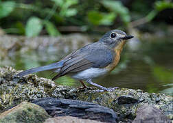 Indochinese Blue Flycatcher