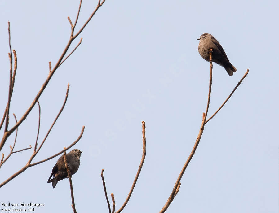 Ussher's Flycatcheradult, habitat, pigmentation, Behaviour