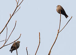 Ussher's Flycatcher