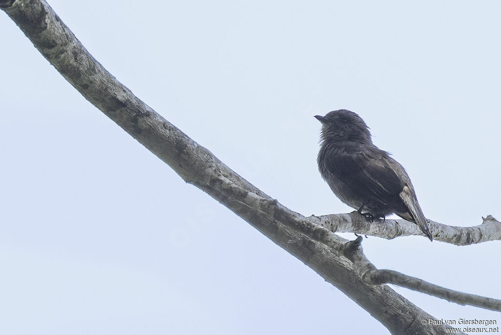 Ussher's Flycatcheradult