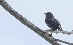 Ussher's Flycatcher