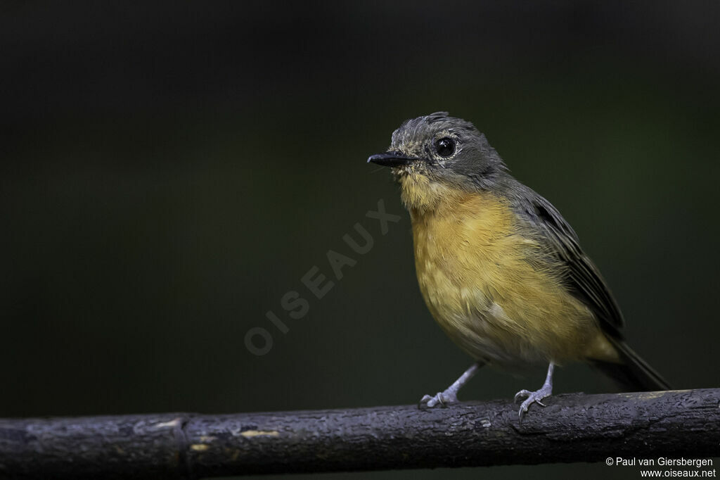 Dayak Blue Flycatcher female adult