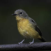 Dayak Blue Flycatcher