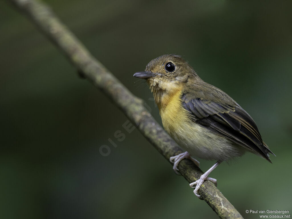 Dayak Blue Flycatcher female juvenile