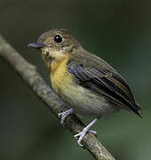 Dayak Blue Flycatcher