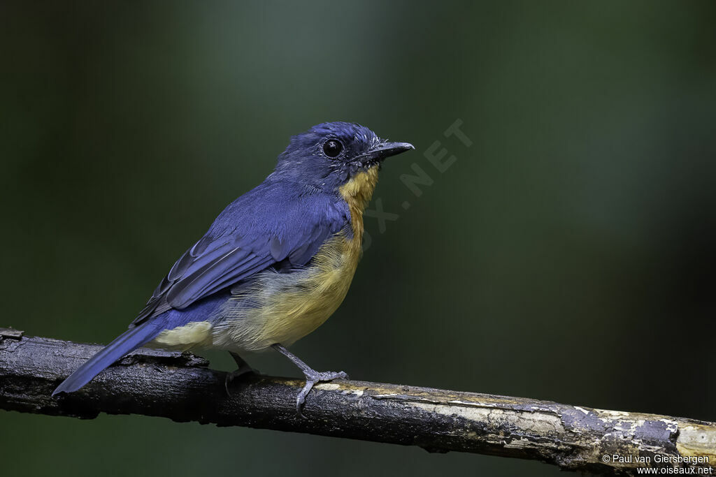 Dayak Blue Flycatcher male adult