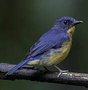 Dayak Blue Flycatcher