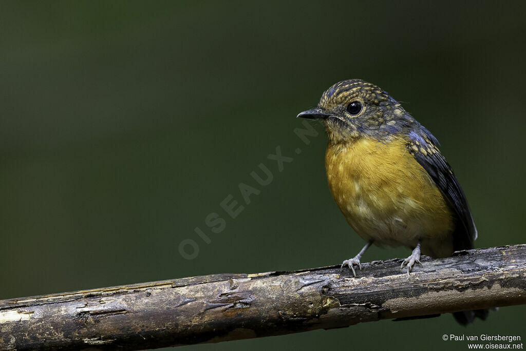 Dayak Blue Flycatcher male juvenile