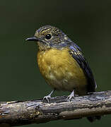 Dayak Blue Flycatcher