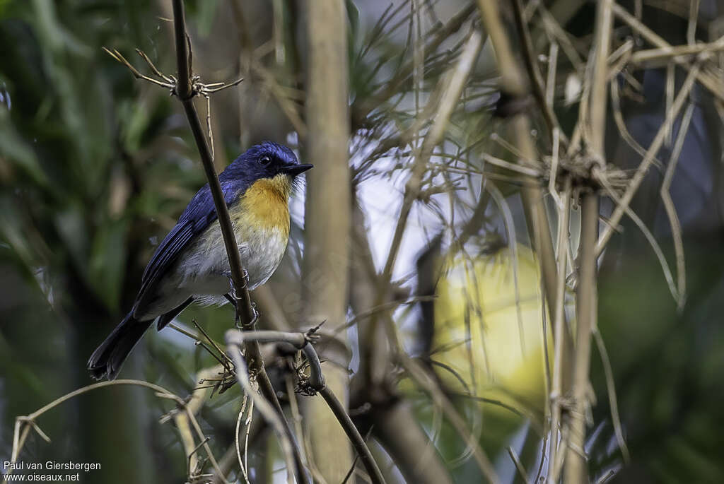 Palawan Blue Flycatcher male adult, identification