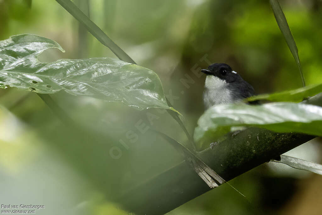 Little Slaty Flycatcheradult