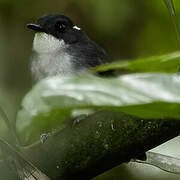 Little Slaty Flycatcher
