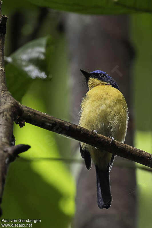 Bornean Blue Flycatcheradult