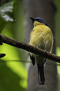 Bornean Blue Flycatcher