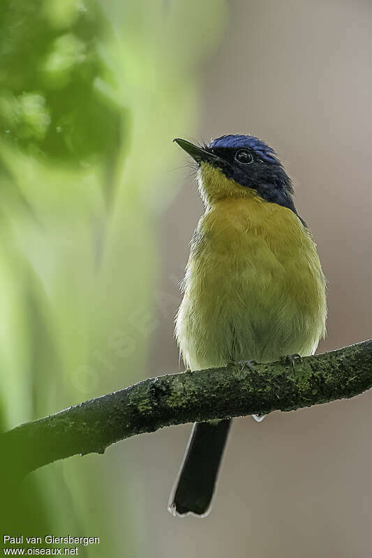 Bornean Blue Flycatcheradult