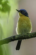 Bornean Blue Flycatcher