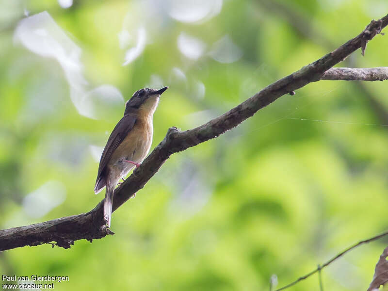 Pale-chinned Flycatcheradult, identification