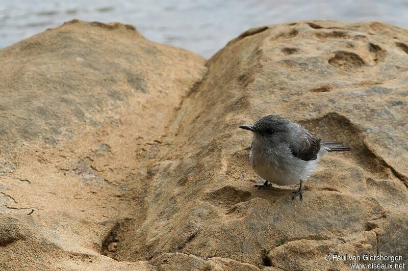 Cassin's Flycatcher