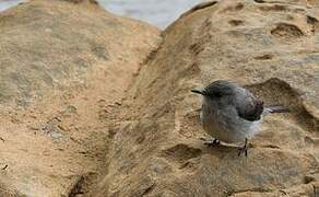 Cassin's Flycatcher