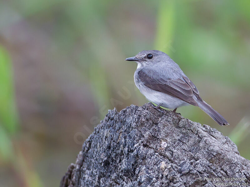 Cassin's Flycatcher