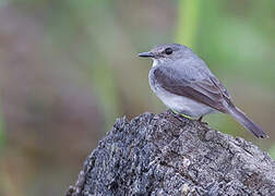 Cassin's Flycatcher