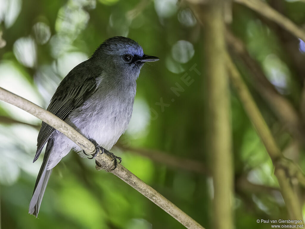 Dull-blue Flycatcheradult