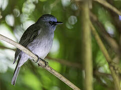 Dull-blue Flycatcher