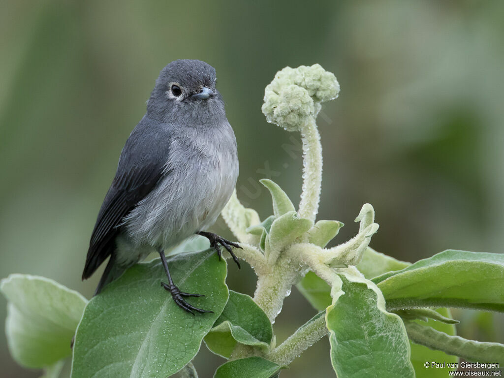 White-eyed Slaty Flycatcheradult