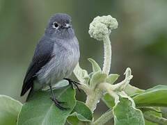 White-eyed Slaty Flycatcher