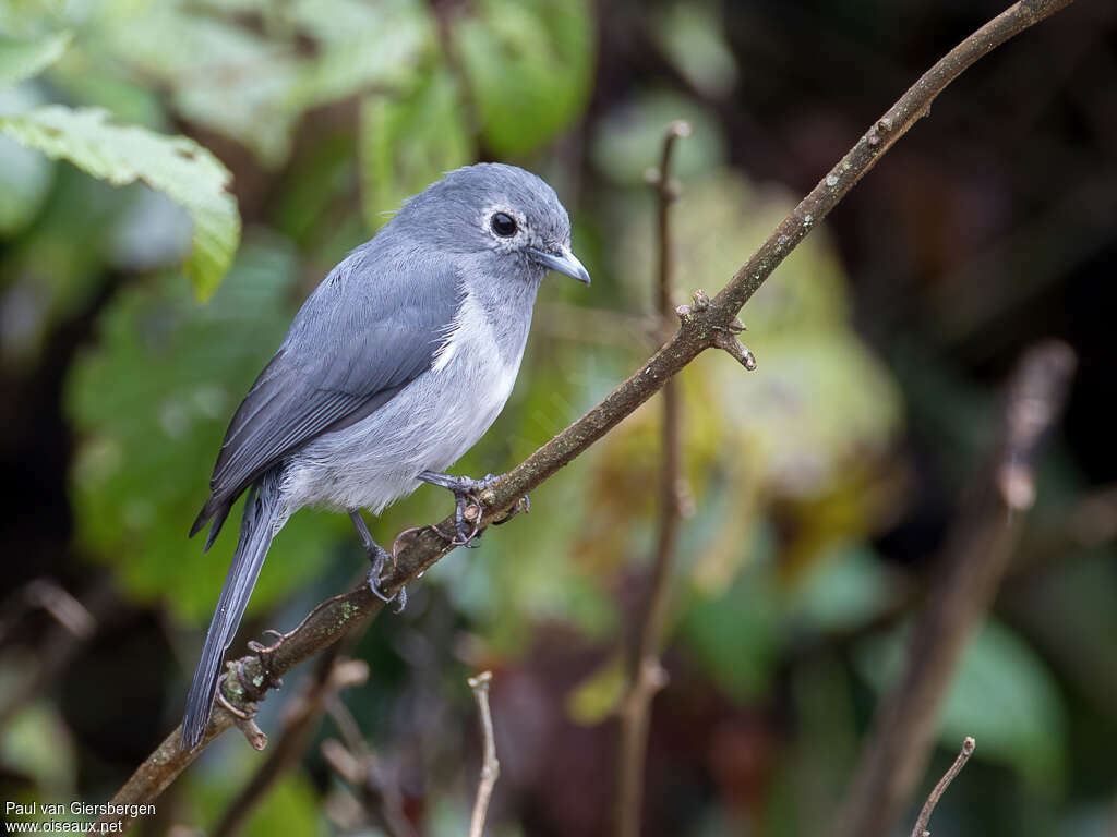 White-eyed Slaty Flycatcheradult, identification