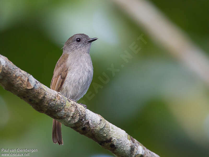 Russet-backed Jungle Flycatcheradult, identification