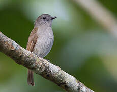 Russet-backed Jungle Flycatcher