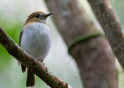 Sumba Flycatcher