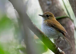 Sumba Flycatcher