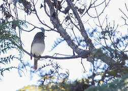 Angola Slaty Flycatcher