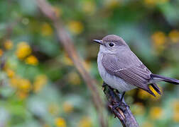 Taiga Flycatcher