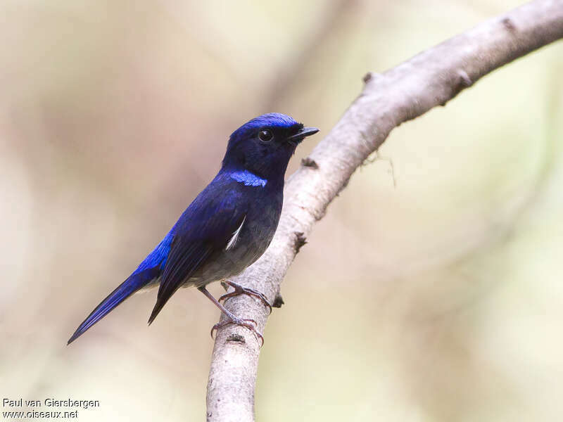 Small Niltava male adult breeding, identification