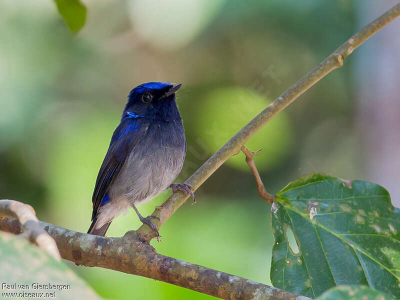 Small Niltava male adult, close-up portrait, pigmentation