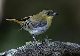 Palawan Flycatcher